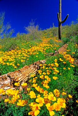 Poppies and fallen Saguaro,  Lake Pleasant,  AZ