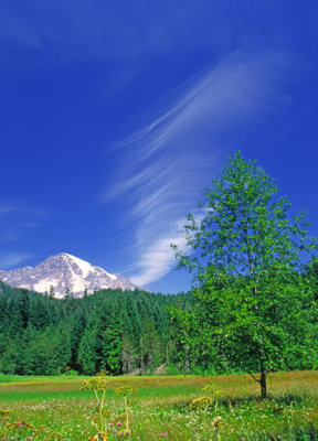 Cirrus banner cloud, Mt. Rainier National Park, WA