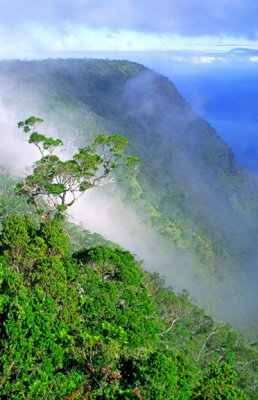 (METE48) Upslope fog, Kokee State Park, Kauai, HI