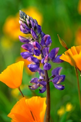  Arizona lupine and Mexican gold poppies, Badger Springs, AZ