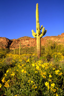 Brittle bush and saguaro, Silly Mountain Park, AZ