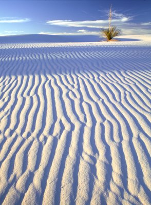 (AR5) Gypsum sand dunes with asymmetrical ripples, White Sands National Monument, NM