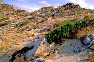 (AR15) Juniper cut by blowing sand, San Gorgonio Pass, CA