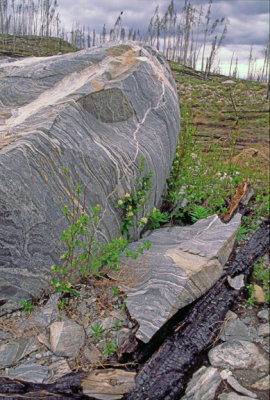 (WES3) Heat from a forest fire caused expansion and spalling of gneiss, Grand Teton National Park, WY