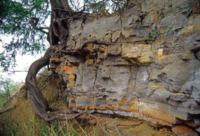 (WES12) Mechanical weathering caused by root growth.