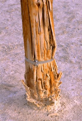 (WES14) Mechanican weathering caused by salt crystal growth (exsudation), Bonneville Salt Flats, Wendover, UT