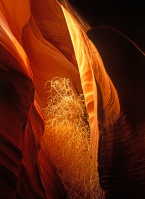 Tumbeweed lodged in slot canyon, Antelope Canyon, AZ