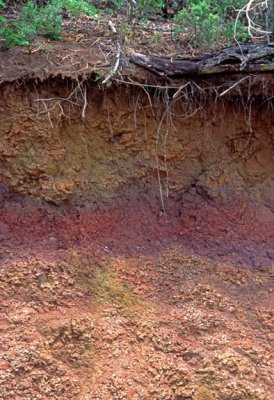 (WES23) Oxysol developed on volcanic rocks, Kauai, HI