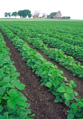 (ENV15) Soybeans planted in a field which has been tilled, Lake County, IL