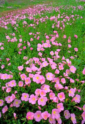 (TW16) Mexican primroses, Live Oak County, TX