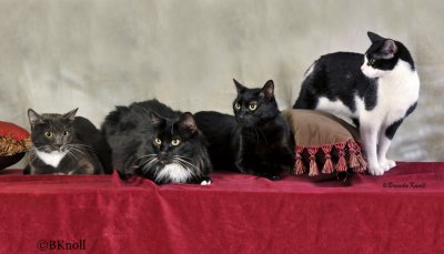 The Four Cats