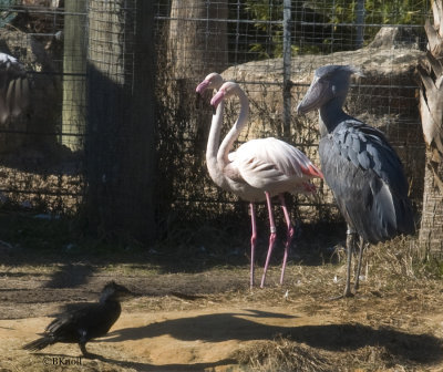 Shoebill Stork with African Flamingos