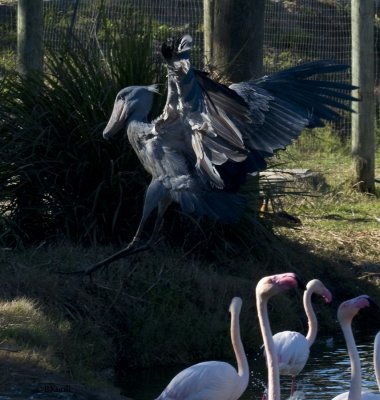 Shoebill Stork & Lowry Park Zoo