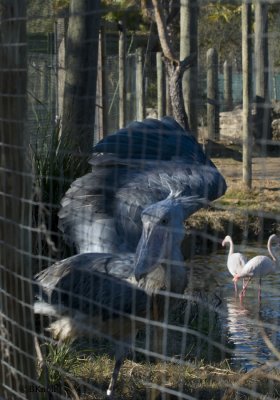 Shoebill Stork     4 0098
