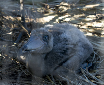 Shoebill Stork chick
