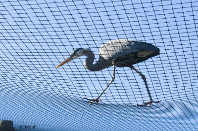Great Blue Heron     0042