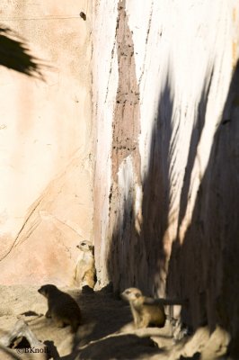 Meerkat     0167