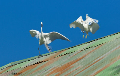 The Roof Top Shuffle