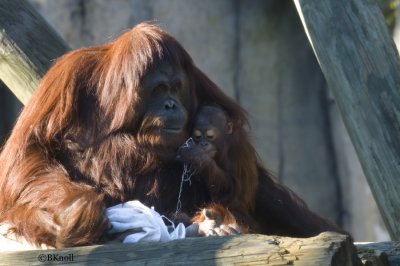 Bornean Orangutan & baby     0208