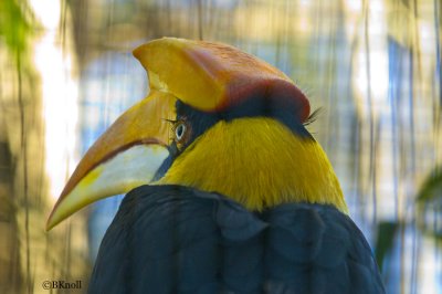 Great Indian Hornbill      0223