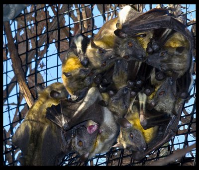 Straw Colored Fruit Bat     0265