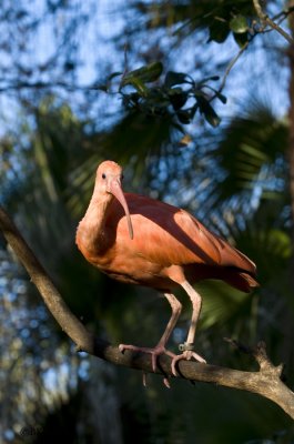 Scarlet Ibis     0405