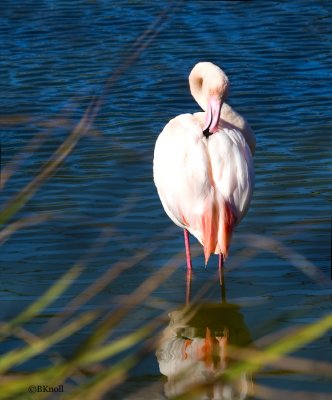 African Flamingo     9764