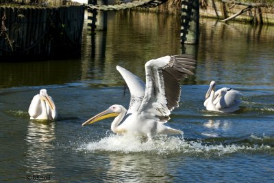 Great White Pelican     9775