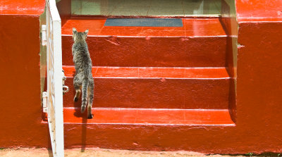  Steps in Jamaica