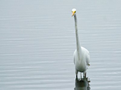 _DSC0025. Great Egret III