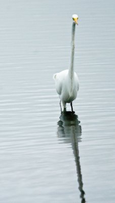 _DSC0026. Great Egret IV