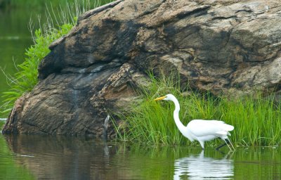 _DSC0029. Great Egret V
