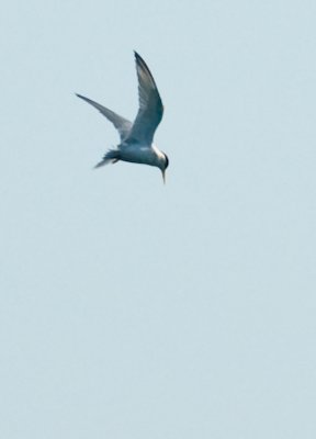 _DSC0047. Common Tern