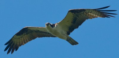 _DSC0082. Osprey I