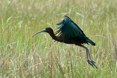 _DSC0016- Glossy Ibis In Flight