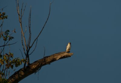_DSC0014.
