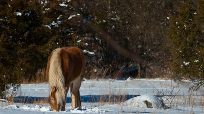 DSC_0167. Gnashing Through The Snow