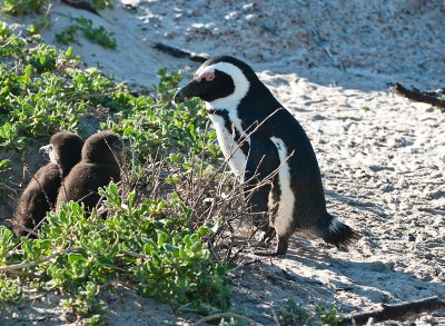 _DSC0391. Penguin Colony