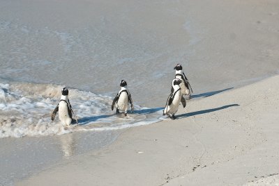 _DSC0413. Frolic