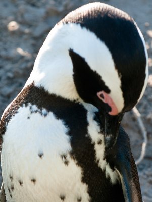 _DSC0416. Profile