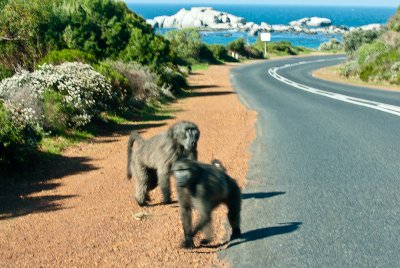 _DSC0437. The Baboons