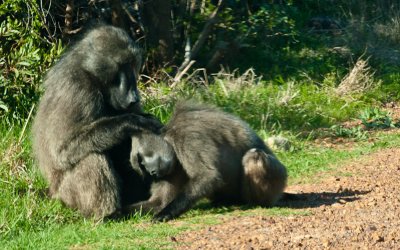 _DSC0443. Tenderness