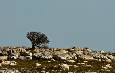 _DSC0463. In The Distance