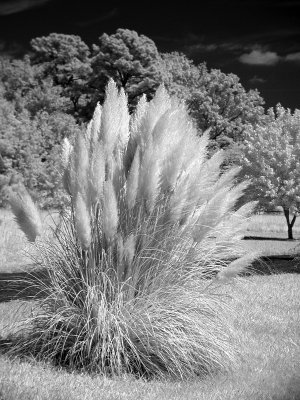 Bear Grass.jpg