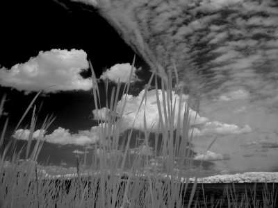 Grass  Clouds.jpg
