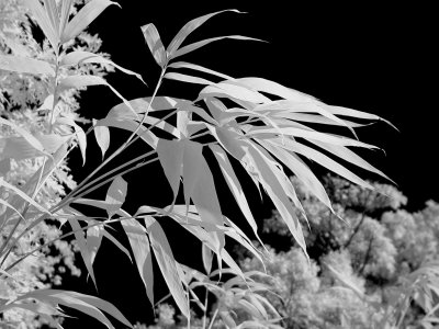 IR Foliage.jpg