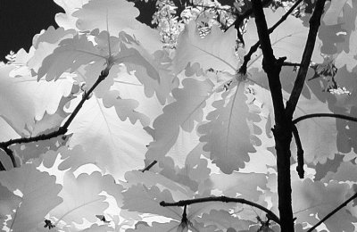 IR Oak Leaves.jpg