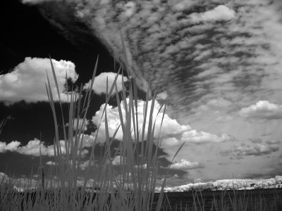 Reeds  Front.jpg