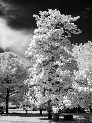 Tall tree.jpg