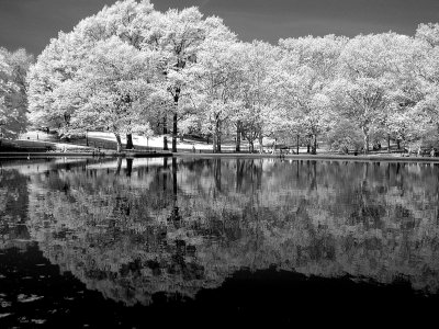 Tree reflection.jpg